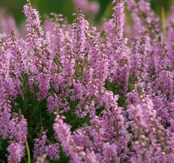 گل علف جارو اریکا + کالونا + علف جاروب + خلنگ Calluna vulgaris مجموعه تولیدی سیدوس ,تتولید کننده گلدان های پلاستیکی سیدوس