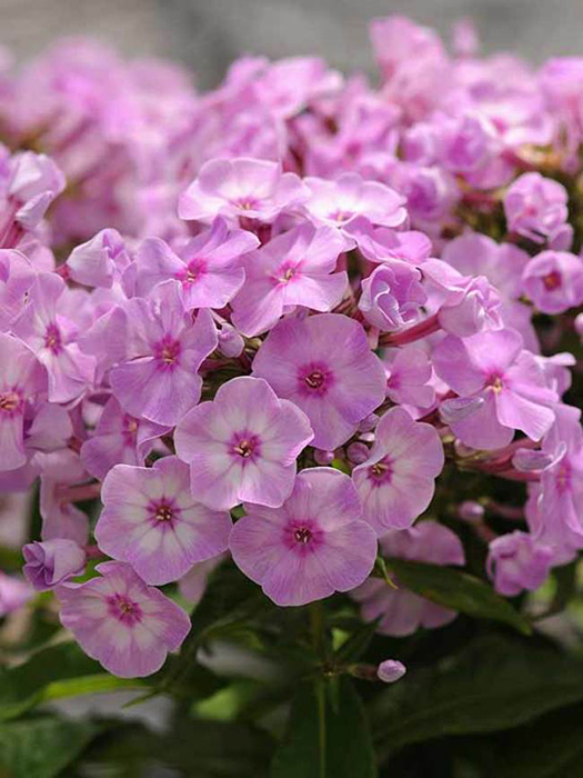 گل فلوکس Phlox Paniculata خانواده Polemoniaceae مجموعه تتولیدی سیدوس تولید کننده گلدان پلاستیکی سیدوس