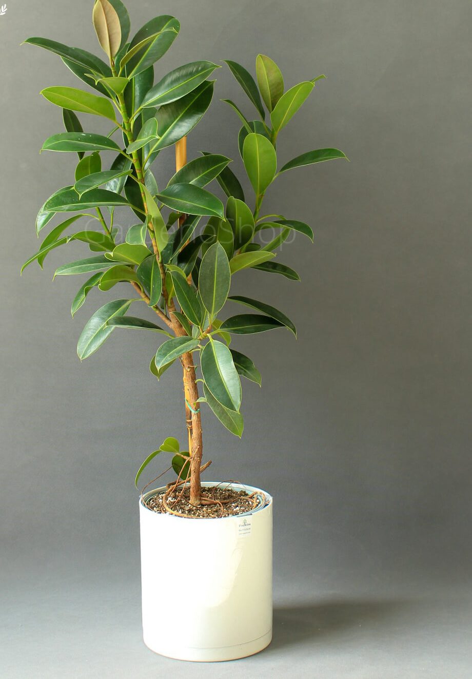 گیاه فیکوس الاستیکانام علمی این گیاه Ficus elastica و نام انگلیسی آن Rubber plant است مجموعه تولیدی سیدوس ,تولید کننده گلدان پلاستیکی سیدوس ,بیش از 120نوع, اعم از گلدان استوانه ای پلاستیکی سیدوس,گلدان الماسی پلاستیکی سیدوس,گلدان مربعی پلاستیکی,گلدان مثلثی پلاستیکی,گلدان گرد پلاستیکی ,باکس مستطیلی,در اندازه های کاکتوسی تا درختچه ای