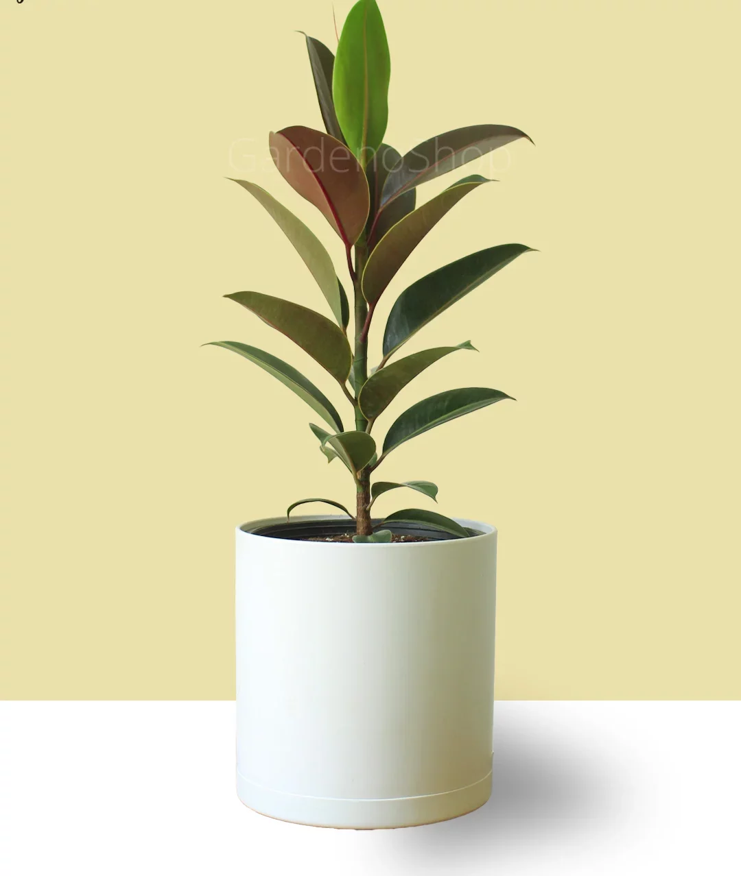 گیاه فیکوس الاستیکانام علمی این گیاه Ficus elastica و نام انگلیسی آن Rubber plant است مجموعه تولیدی سیدوس ,تولید کننده گلدان پلاستیکی سیدوس ,بیش از 120نوع, اعم از گلدان استوانه ای پلاستیکی سیدوس,گلدان الماسی پلاستیکی سیدوس,گلدان مربعی پلاستیکی,گلدان مثلثی پلاستیکی,گلدان گرد پلاستیکی ,باکس مستطیلی,در اندازه های کاکتوسی تا درختچه ای