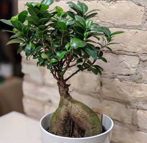 بونسای چیست؟تاریخچه بونسای وانواع آن What is bonsai? History of bonsai and its types مجموعه تولیدی سیدوس ,تولید کننده گلدان پلاستیکی سیدوس ,بیش از 120نوع, اعم از گلدان استوانه ای پلاستیکی سیدوس,گلدان الماسی پلاستیکی سیدوس,گلدان مربعی پلاستیکی,گلدان مثلثی پلاستیکی,گلدان گرد پلاستیکی ,باکس مستطیلی,در اندازه های کاکتوسی تا درختچه ای