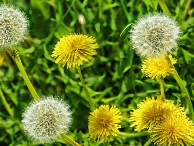 گل خوراکی (و3شیوه مصرف)Edible flower (and 3 ways of consumption) مجموعه تولیدی سیدوس , تولید کننده گلدان پلاستیکی سیدوس