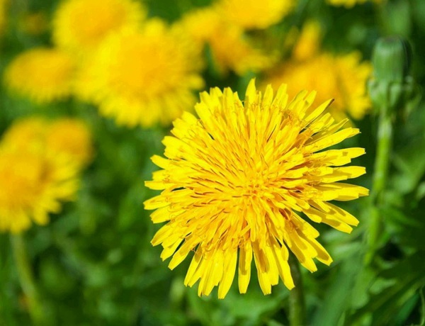 گل خوراکی (و3شیوه مصرف)Edible flower (and 3 ways of consumption) مجموعه تولیدی سیدوس , تولید کننده گلدان پلاستیکی سیدوس