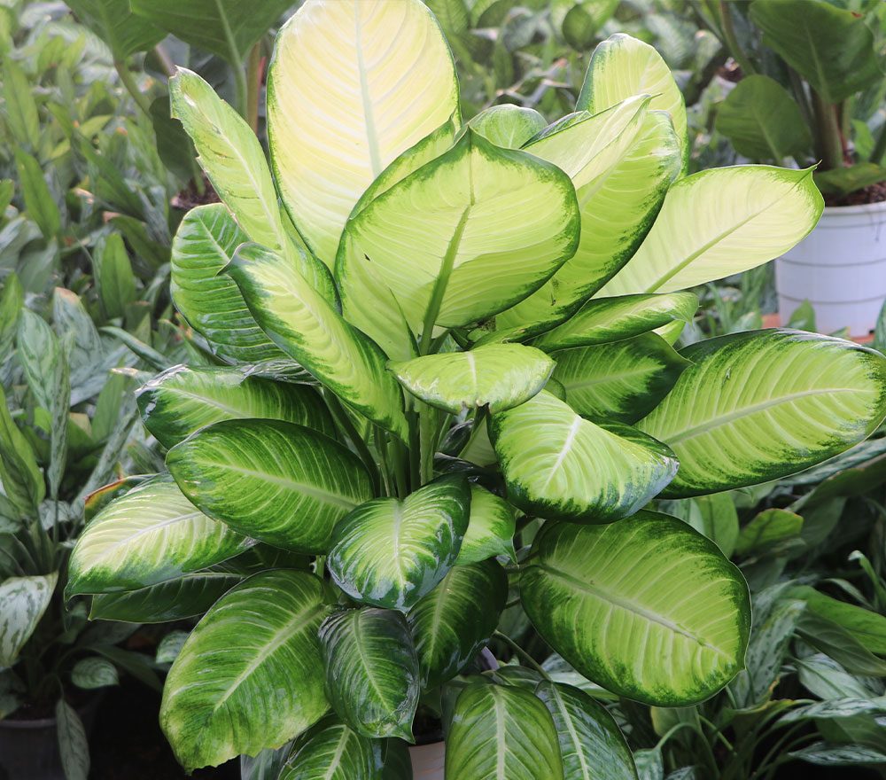 گل دیفن باخیا با نام انگلیسی (dumb cane) دارای برگ های پهن، ابلق و طرحدار و بومی مناطق گرمسیری مکزیک ، آمریکای جنوبی و هند غربی است.مجموعه تولیدی سیدوس ,تولید کننده گلدان پلاستیکی سیدوس ,بیش از 120نوع, اعم از گلدان استوانه ای پلاستیکی سیدوس,گلدان الماسی پلاستیکی سیدوس,گلدان مربعی پلاستیکی,گلدان مثلثی پلاستیکی,گلدان گرد پلاستیکی ,باکس مستطیلی,در اندازه های کاکتوسی تا درختچه ای