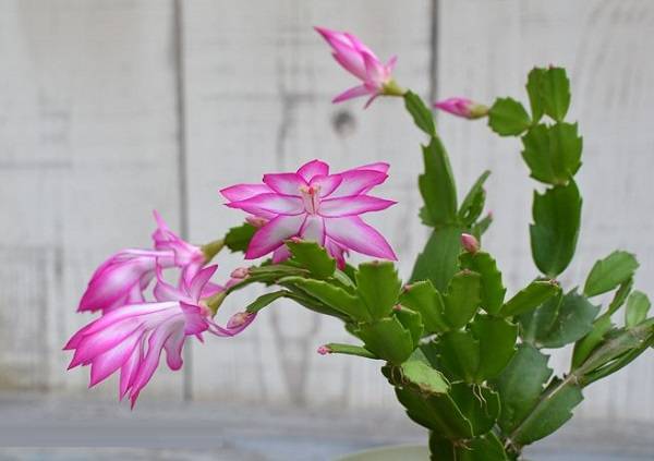 کاکتوس برگ دار Cactus with leaves (19 types) مجموعه تولیدی سیدوس تولید کننده گلدان پلاستیکی سیدوس