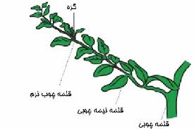تکثیر گیاهان از بذر تا قلمه زنیPlant propagation from seed to cuttings
مجموعه تولیدی سیدوس ,تولید کننده گلدان پلاستیکی سیدوس ,بیش از 120نوع, اعم از گلدان استوانه ای پلاستیکی سیدوس,گلدان الماسی پلاستیکی سیدوس,گلدان مربعی پلاستیکی,گلدان مثلثی پلاستیکی,گلدان گرد پلاستیکی ,باکس مستطیلی,در اندازه های کاکتوسی تا درختچه ای