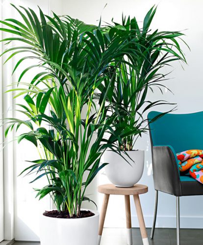 درختچه های آپارتمانی در گلدان پلاستیکی سیدوسApartment shrubs in plastic pots Sidoos
مجموعه تولیدی سیدوس ,تولید کننده گلدان پلاستیکی سیدوس ,بیش از 120نوع, اعم از گلدان استوانه ای پلاستیکی سیدوس,گلدان الماسی پلاستیکی سیدوس,گلدان مربعی پلاستیکی,گلدان مثلثی پلاستیکی,گلدان گرد پلاستیکی ,باکس مستطیلی,در اندازه های کاکتوسی تا درختچه ای