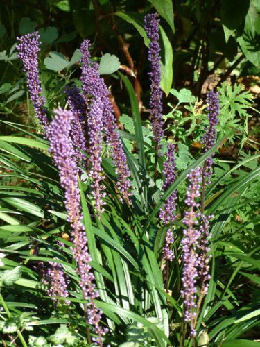 گل و گیاهان پاییزی برای علاقه مندان پاییزAutumn flowers and
 plants for autumn lovers
مجموعه تولیدی سیدوس ,تولید کننده گلدان پلاستیکی سیدوس ,بیش از 120نوع, اعم از گلدان استوانه ای پلاستیکی سیدوس,گلدان الماسی پلاستیکی سیدوس,گلدان مربعی پلاستیکی,گلدان مثلثی پلاستیکی,گلدان گرد پلاستیکی ,باکس مستطیلی,در اندازه های کاکتوسی تا درختچه ای
