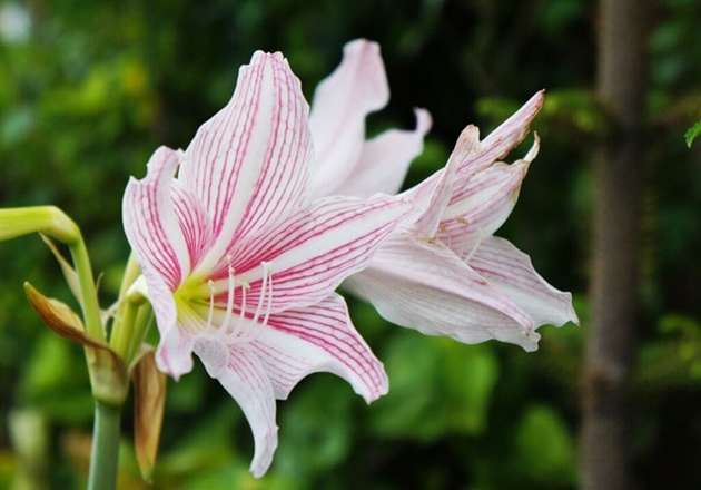 گیاه آرامیلیس بلادونا (Belladonna Lily)نام علمی: (Amaryllis belladonna)