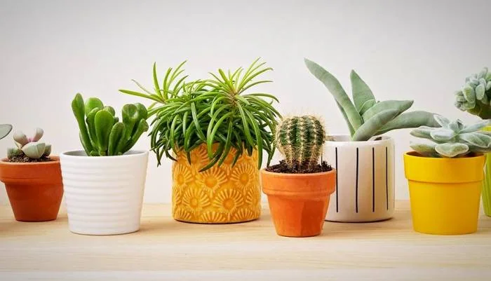 مزایا ومعایب هر نوع گلدان چیست؟What are the advantages and disadvantages of each type of pot?
مجموعه تولیدی سیدوس ,تولید کننده گلدان پلاستیکی سیدوس ,بیش از 120نوع, اعم از گلدان استوانه ای پلاستیکی سیدوس,گلدان الماسی پلاستیکی سیدوس,گلدان مربعی پلاستیکی,گلدان مثلثی پلاستیکی,گلدان گرد پلاستیکی ,باکس مستطیلی,در اندازه های کاکتوسی تا درختچه ای