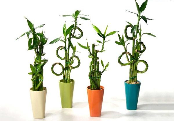 گیاه بامبو وطریقه پیچ دادن آنBamboo plant and how to twist it
مجموعه تولیدی سیدوس ,تولید کننده گلدان پلاستیکی سیدوس ,بیش از 120نوع, اعم از گلدان استوانه ای پلاستیکی سیدوس,گلدان الماسی پلاستیکی سیدوس,گلدان مربعی پلاستیکی,گلدان مثلثی پلاستیکی,گلدان گرد پلاستیکی ,باکس مستطیلی,در اندازه های کاکتوسی تا درختچه ای