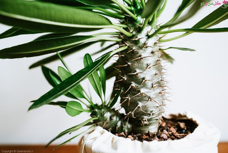 نخل ماداگاسکار وعلل پاجوش نزدن آنMadagascar Palm and Reasons for Not Growing It
مجموعه تولیدی سیدوس ,تولید کننده گلدان پلاستیکی سیدوس ,بیش از 120نوع, اعم از گلدان استوانه ای پلاستیکی سیدوس,گلدان الماسی پلاستیکی سیدوس,گلدان مربعی پلاستیکی,گلدان مثلثی پلاستیکی,گلدان گرد پلاستیکی ,باکس مستطیلی,در اندازه های کاکتوسی تا درختچه ای