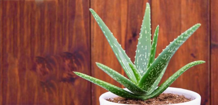گیاه آلوئه ورا یا صبرAloe vera plant or patience مجموعه تولیدی سیدوس ,تولید کننده گلدان پلاستیکی سیدوس ,بیش از 120نوع, اعم از گلدان استوانه ای پلاستیکی سیدوس,گلدان الماسی پلاستیکی سیدوس,گلدان مربعی پلاستیکی,گلدان مثلثی پلاستیکی,گلدان گرد پلاستیکی ,باکس مستطیلی,در اندازه های کاکتوسی تا درختچه ای