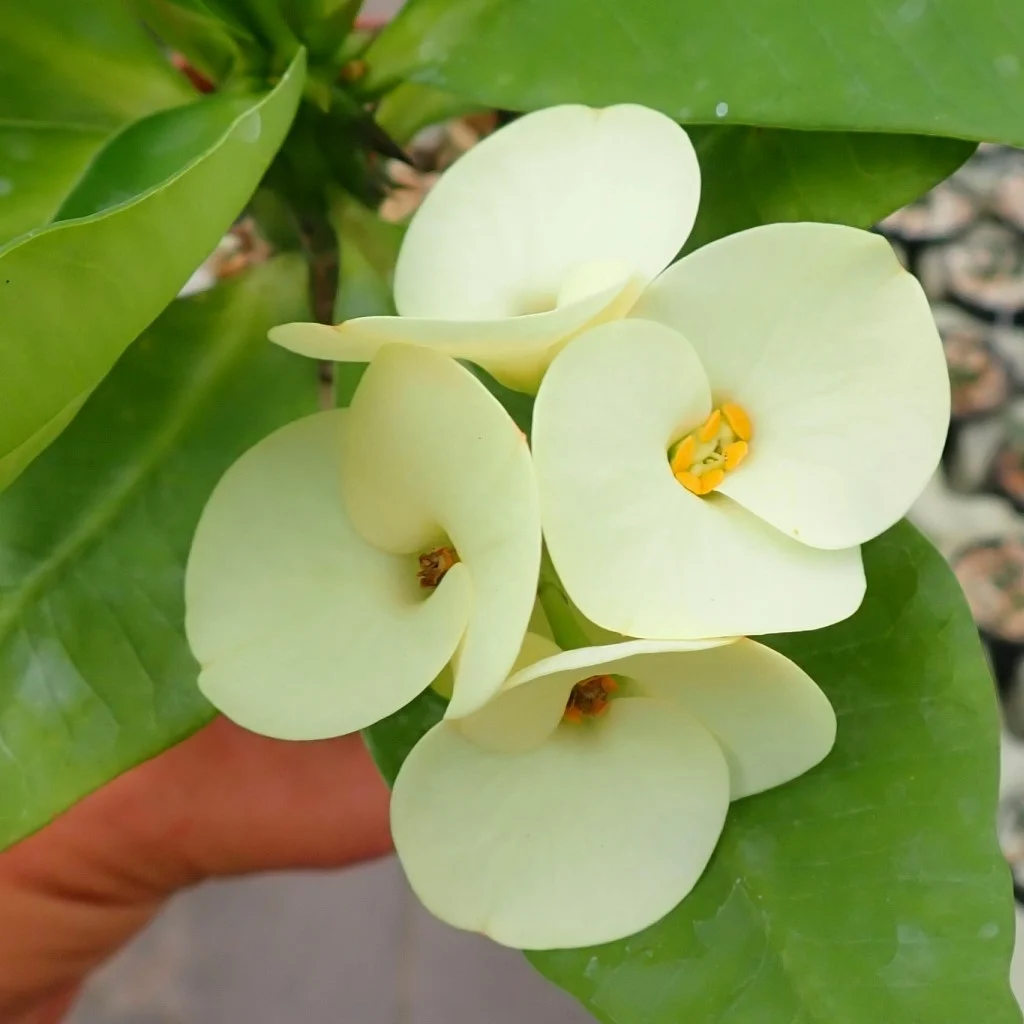 گل فرفیون یا مرجان؛ گیاهی با عمر طولانیEuphorbiaceae
نام علمي	Euphorbia rigida
مجموعه تولیدی سیدوس تولید کننده گلدان پلاستیکی سیدوس