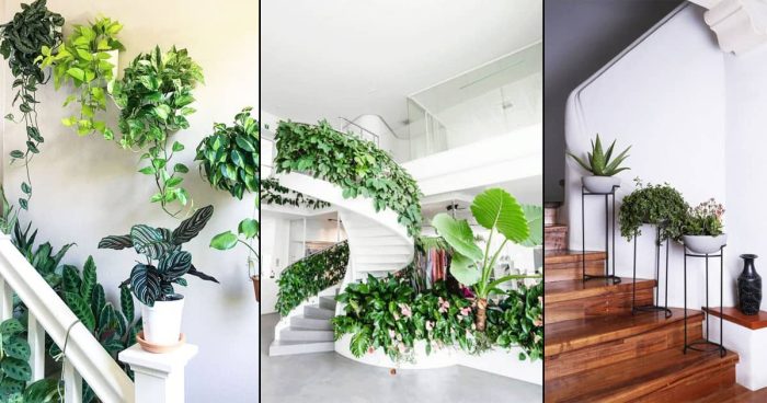 گل و گیاهان مناسب برای تزئین پاگرد راه پله Flowers and plants suitable for decorating the stairwell مجموعه تولیدی سیدوس ,تولید کننده گلدان پلاستیکی سیدوس ,بیش از 120نوع, اعم از گلدان استوانه ای پلاستیکی سیدوس,گلدان الماسی پلاستیکی سیدوس,گلدان مربعی پلاستیکی,گلدان مثلثی پلاستیکی,گلدان گرد پلاستیکی ,باکس مستطیلی,در اندازه های کاکتوسی تا درختچه ای