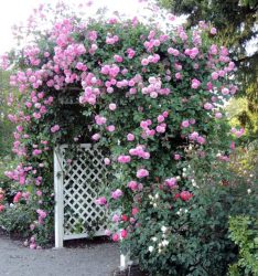 گل های رز رونده, Climbing roses (11 types) مجموعه تولیدی سیدوس ,تولید کننده گلدان پلاستیکی سیدوس