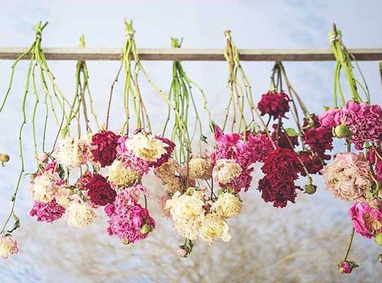 خشک کردن گل طبیعی (How to dry natural flowers) روش های خاصی دارد مجموعه تولیدی سیدوس, تولید کننده گلدان پلاستیکی سیدوس