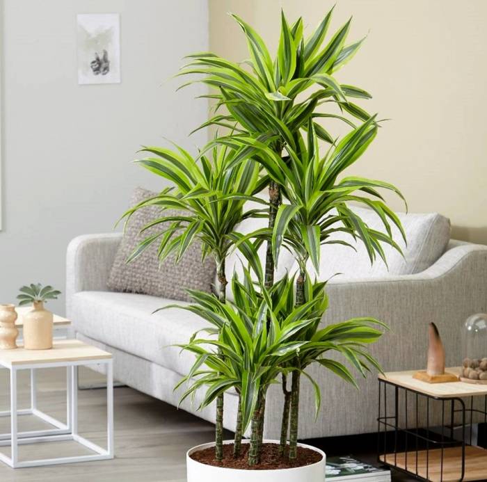 گیاه دراسنا که با نام علمی Dracaena marginata و نام انگلیسی Dragon tree شناخته می‌ شود، مجموعه تولیدی سیدوس, تولید کننده گلدان پلاستیکی سیدوس