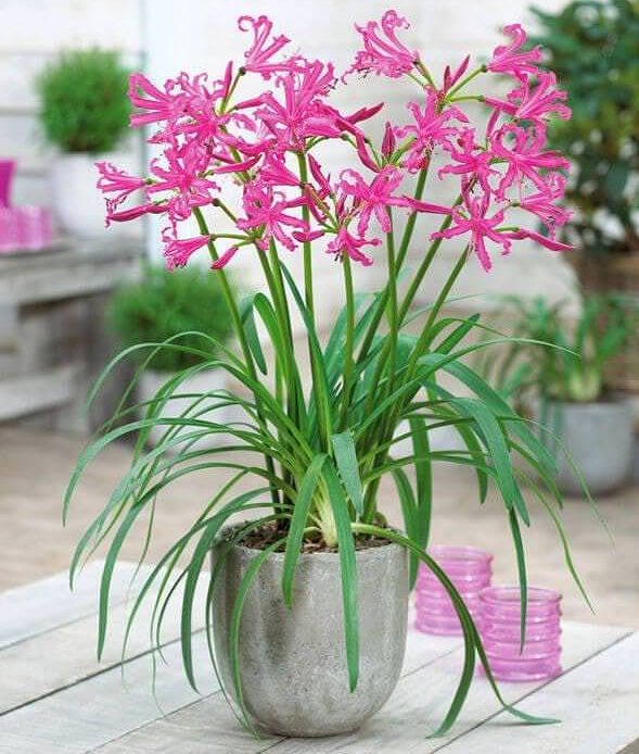 گل و گیاهان پاییزی برای علاقه مندان پاییزAutumn flowers and
 plants for autumn lovers
مجموعه تولیدی سیدوس ,تولید کننده گلدان پلاستیکی سیدوس ,بیش از 120نوع, اعم از گلدان استوانه ای پلاستیکی سیدوس,گلدان الماسی پلاستیکی سیدوس,گلدان مربعی پلاستیکی,گلدان مثلثی پلاستیکی,گلدان گرد پلاستیکی ,باکس مستطیلی,در اندازه های کاکتوسی تا درختچه ای