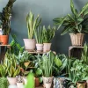 گیاهان آپارتمانی حساس ونازک نارنجی(6نمونه)