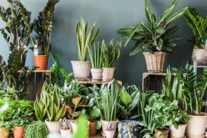 گیاهان آپارتمانی حساس ونازک نارنجی(6نمونه)