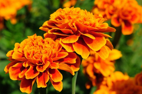 گل های نارنجی محبوب Orange flowers are popular مجموعه تولیدی سیدوس تولید کننده گلدان پلاستیکی سیدوس