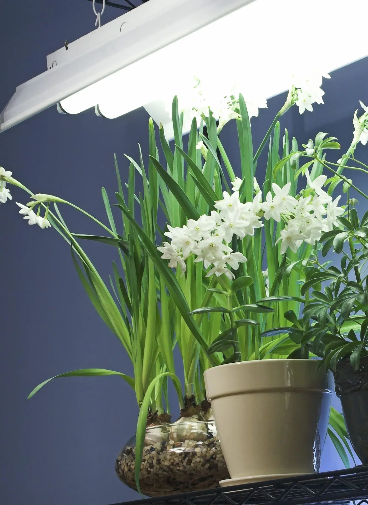 نور مصنوعی برای گیاه آپارتمانیArtificial light for houseplants
مجموعه تولیدی سیدوس ,تولید کننده گلدان پلاستیکی سیدوس ,بیش از 120نوع, اعم از گلدان استوانه ای پلاستیکی سیدوس,گلدان الماسی پلاستیکی سیدوس,گلدان مربعی پلاستیکی,گلدان مثلثی پلاستیکی,گلدان گرد پلاستیکی ,باکس مستطیلی,در اندازه های کاکتوسی تا درختچه ای