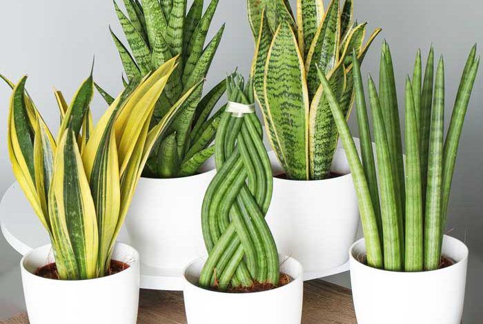 گل سانسوری,شمشیریSansevieria trifasciata 
مجموعه تولیدی سیدوس تولید کننده گلدان پلاستیکی سیدوس ,مانند گلدان استوانه ای پلاستیکی سیدوس