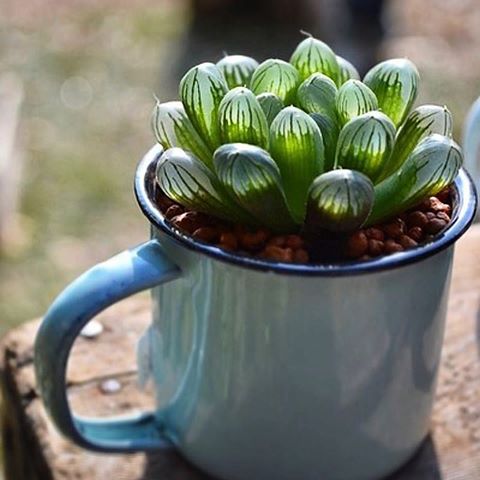 گلدان پلاستیکی Plastic pot, plastic vase مجموعه تولیدی سیدوس ,تولید کننده گلدان پلاستیکی سیدوس ,بیش از 120نوع, اعم از گلدان استوانه ای پلاستیکی سیدوس,گلدان الماسی پلاستیکی سیدوس,گلدان مربعی پلاستیکی,گلدان مثلثی پلاستیکی,گلدان گرد پلاستیکی ,باکس مستطیلی,در اندازه های کاکتوسی تا درختچه ای