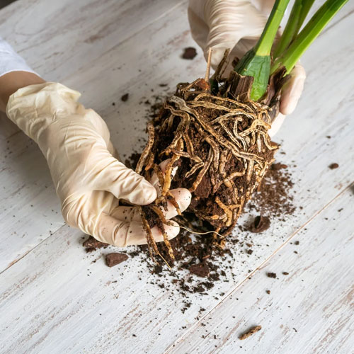 پوسیدگی ریشه زاموفیلیاRoot rot of zamophilia مجموعه تولیدی سیدوس ,تولید کننده گلدان پلاستیکی سیدوس ,بیش از 120نوع, اعم از گلدان استوانه ای پلاستیکی سیدوس,گلدان الماسی پلاستیکی سیدوس,گلدان مربعی پلاستیکی,گلدان مثلثی پلاستیکی,گلدان گرد پلاستیکی ,باکس مستطیلی,در اندازه های کاکتوسی تا درختچه ای