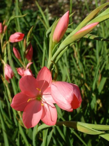 گل و گیاهان پاییزی برای علاقه مندان پاییزAutumn flowers and
 plants for autumn lovers
مجموعه تولیدی سیدوس ,تولید کننده گلدان پلاستیکی سیدوس ,بیش از 120نوع, اعم از گلدان استوانه ای پلاستیکی سیدوس,گلدان الماسی پلاستیکی سیدوس,گلدان مربعی پلاستیکی,گلدان مثلثی پلاستیکی,گلدان گرد پلاستیکی ,باکس مستطیلی,در اندازه های کاکتوسی تا درختچه ای