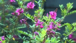 گل درختچه نیل,وسمه, ویستریا Genus Indigofera flower,Fabaceae, مجموعه تولیدی سیدوس تولید کننده گلدان پلاستیکی سیدوس