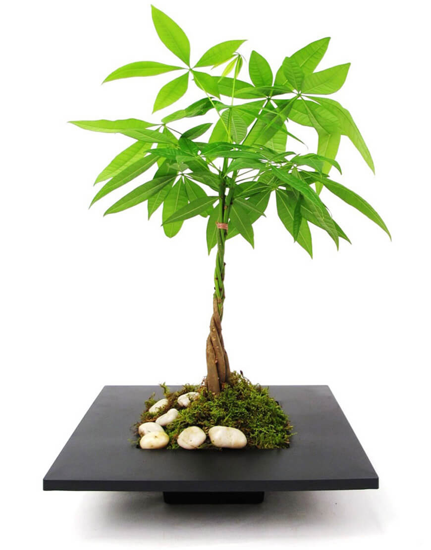 درختچه های آپارتمانی در گلدان پلاستیکی سیدوسApartment shrubs in plastic pots Sidoos
مجموعه تولیدی سیدوس ,تولید کننده گلدان پلاستیکی سیدوس ,بیش از 120نوع, اعم از گلدان استوانه ای پلاستیکی سیدوس,گلدان الماسی پلاستیکی سیدوس,گلدان مربعی پلاستیکی,گلدان مثلثی پلاستیکی,گلدان گرد پلاستیکی ,باکس مستطیلی,در اندازه های کاکتوسی تا درختچه ای