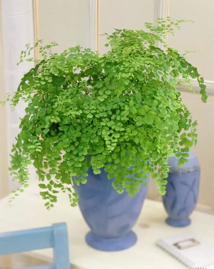 گیاهان آپارتمانی سریع الرشدFast growing houseplants مجموعه تولیدی سیدوس ,تولید کننده گلدان پلاستیکی ,اعم از گلدان استوانه ای پلاستیکی و گلدان پلاستیکی الماسی و...