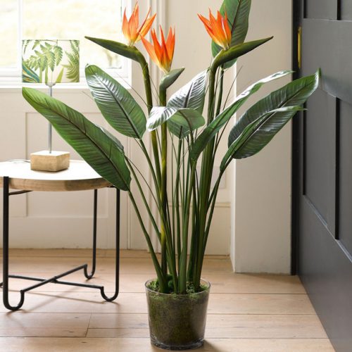 گل پرنده بهشتی یا استرلیتزیا (Strelitzia Reginae)مجموعه تولیدی سیدوس ,تولید کننده گلدان پلاستیکی سیدوس