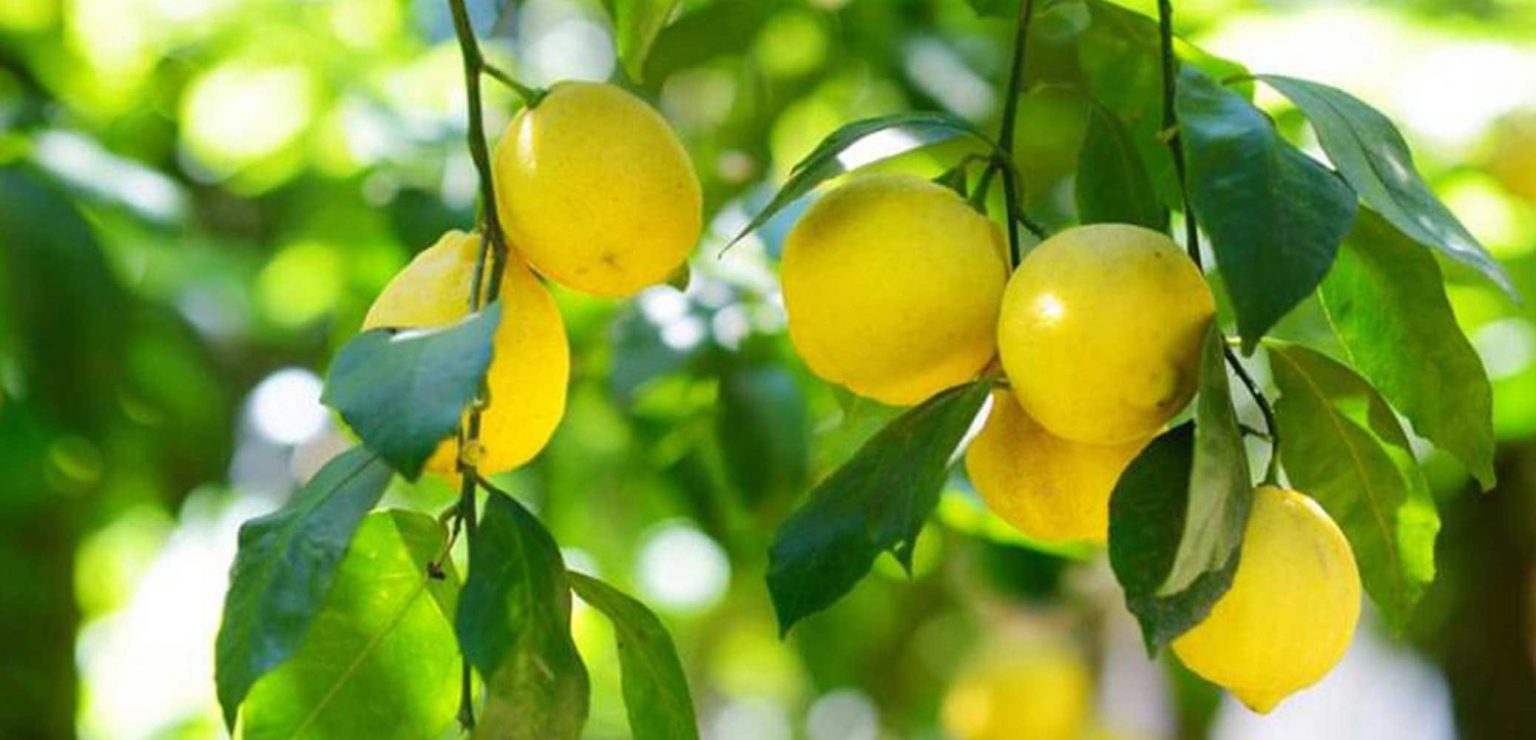 پرورش درختچه لیمو ترش در گلدانGrowing a lemon tree in a pot مجموعه تولیدی سیدوس ,تولید کننده گلدان پلاستیکی سیدوس ,بیش از 120نوع, اعم از گلدان استوانه ای پلاستیکی سیدوس,گلدان الماسی پلاستیکی سیدوس,گلدان مربعی پلاستیکی,گلدان مثلثی پلاستیکی,گلدان گرد پلاستیکی ,باکس مستطیلی,در اندازه های کاکتوسی تا درختچه ای