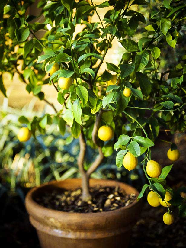 پرورش درختچه لیمو ترش در گلدانGrowing a lemon tree in a pot مجموعه تولیدی سیدوس ,تولید کننده گلدان پلاستیکی سیدوس ,بیش از 120نوع, اعم از گلدان استوانه ای پلاستیکی سیدوس,گلدان الماسی پلاستیکی سیدوس,گلدان مربعی پلاستیکی,گلدان مثلثی پلاستیکی,گلدان گرد پلاستیکی ,باکس مستطیلی,در اندازه های کاکتوسی تا درختچه ای