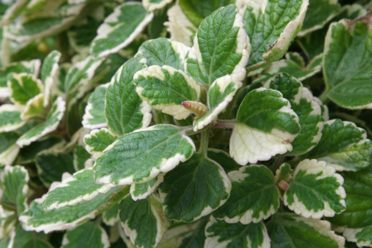 گل پلکترانتوس از خانواده ی گلدانی های Euphorbiaceae است و در مناطق گرمسیری مانند آمریکای جنوبی ، آفریقای مرکزی و آسیای جنوب شرقی پرورش می یابد. نام علمی این گیاه Plectranthus scutellarioides  اما در عموم به اسم coleus شناخته می‌شود.مجموعه تولیدی سیدوس تولید کننده گلدان پلاستیکی سیدوس