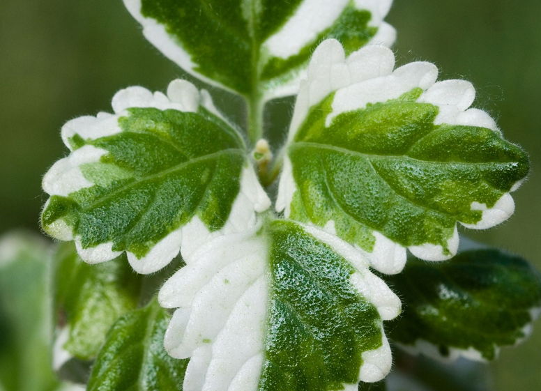 گل پلکترانتوس از خانواده ی گلدانی های Euphorbiaceae است و در مناطق گرمسیری مانند آمریکای جنوبی ، آفریقای مرکزی و آسیای جنوب شرقی پرورش می یابد. نام علمی این گیاه Plectranthus scutellarioides  اما در عموم به اسم coleus شناخته می‌شود.مجموعه تولیدی سیدوس تولید کننده گلدان پلاستیکی سیدوس