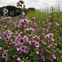 گل پنیرک,Mallow نام علمی پنیرک Malva sylvestris تریندینگ، آفتاب‌پرست، خورپرست، ختمی پنیرک و آفتاب‌گردک cheeses ، high mallow ، tall mallow ************* مجموعه تولیدی سیدوس ,تولید کننده گلدان پلاستیکی سیدوس