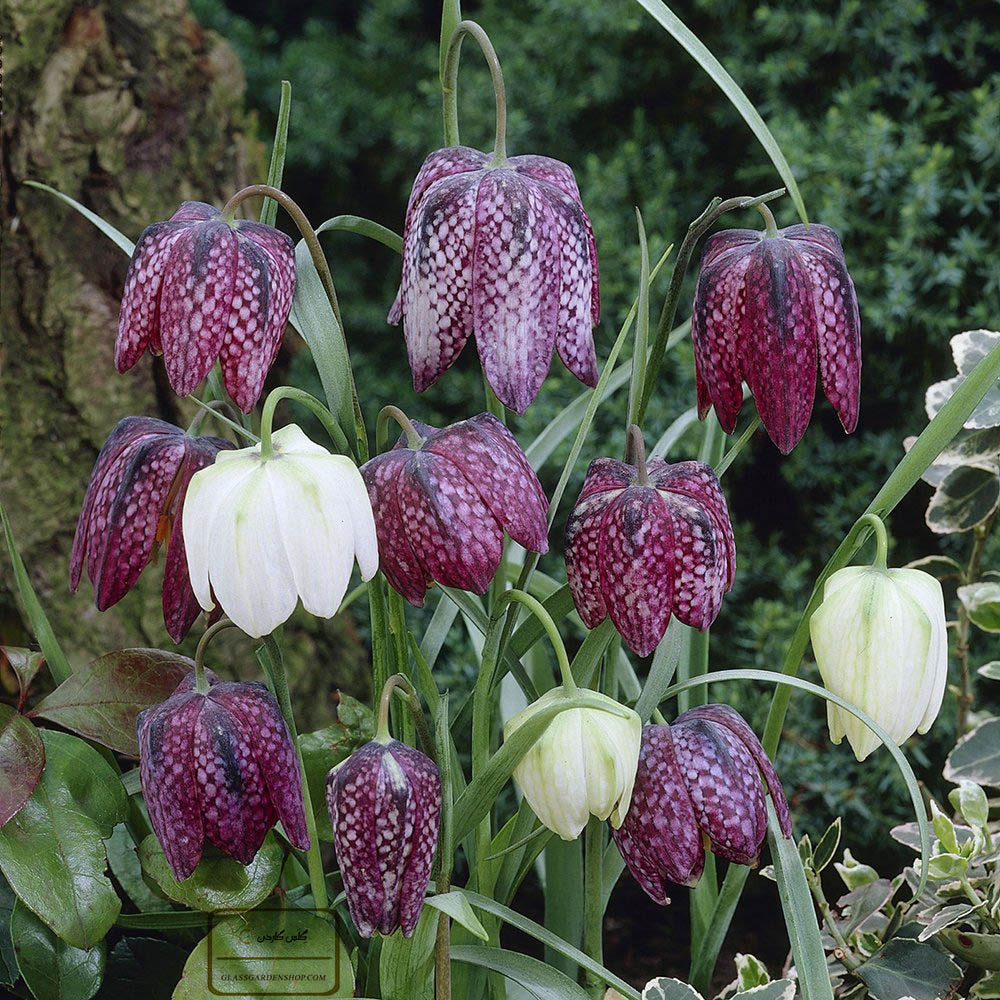 لالهٔ واژگون قوزی یا گل سرنگون قوزی (نام علمی: Fritillaria gibbosa) یکی از گونه‌های لاله واژگون است. مجموعه تولیدی سیدوس ,تولید کننده گلدان پلاستیکی سیدوس