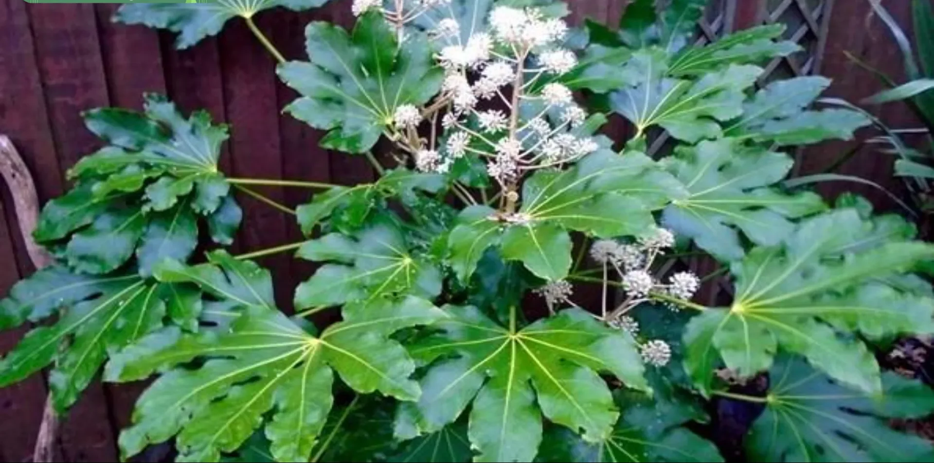 گیاه آرالیا از خانواده Araliaceae که گیاهانی مانند شفلرا (درخت چتر)، فاتزیا، هدرا و سایر گیاهان را نیز شامل می‌شود، است. مجموعه تولیدی سیدوس ,تولید کننده گلدان پلاستیکی سیدوس ,بیش از 120نوع, اعم از گلدان استوانه ای پلاستیکی سیدوس,گلدان الماسی پلاستیکی سیدوس,گلدان مربعی پلاستیکی,گلدان مثلثی پلاستیکی,گلدان گرد پلاستیکی ,باکس مستطیلی,در اندازه های کاکتوسی تا درختچه ای