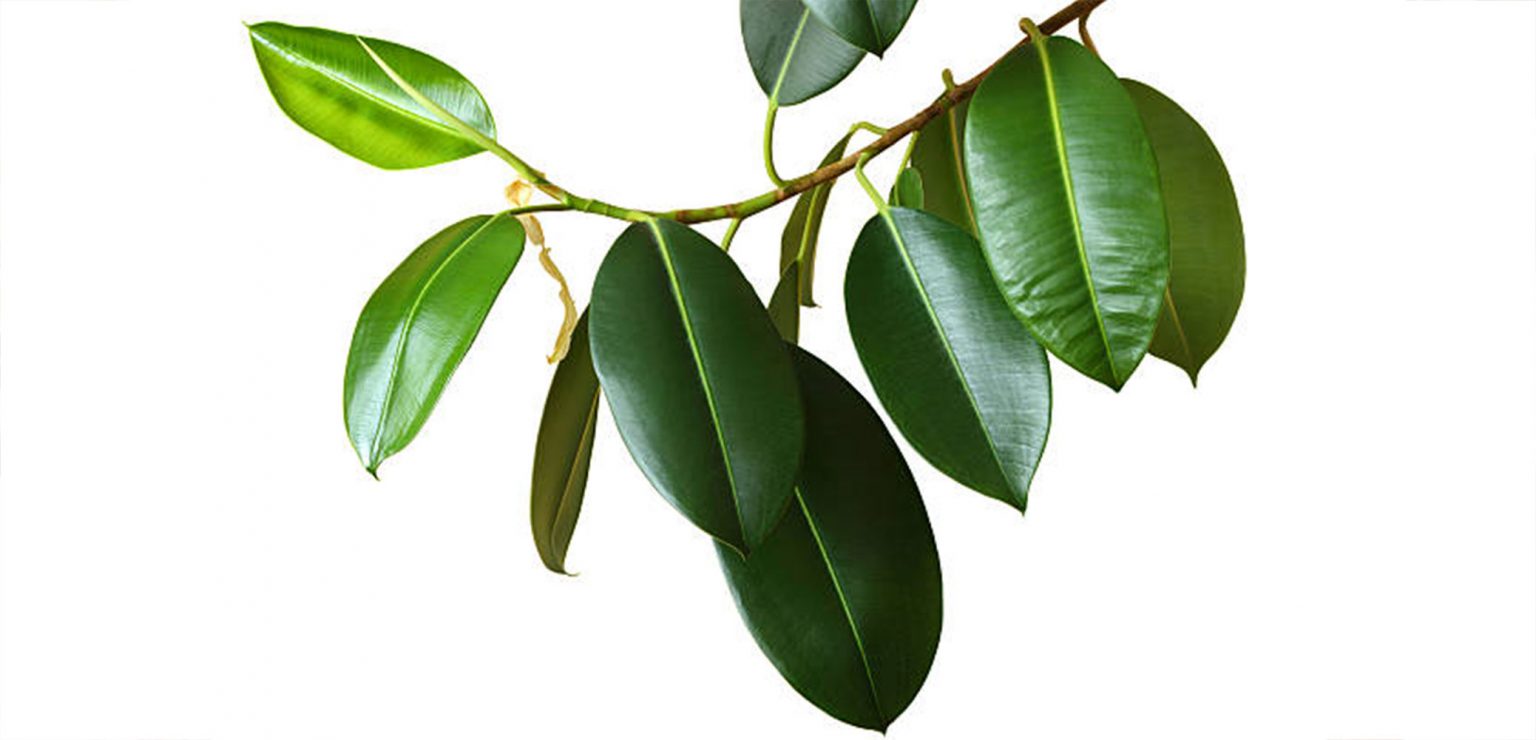 گیاه فیکوس الاستیکانام علمی این گیاه Ficus elastica و نام انگلیسی آن Rubber plant است مجموعه تولیدی سیدوس ,تولید کننده گلدان پلاستیکی سیدوس ,بیش از 120نوع, اعم از گلدان استوانه ای پلاستیکی سیدوس,گلدان الماسی پلاستیکی سیدوس,گلدان مربعی پلاستیکی,گلدان مثلثی پلاستیکی,گلدان گرد پلاستیکی ,باکس مستطیلی,در اندازه های کاکتوسی تا درختچه ای