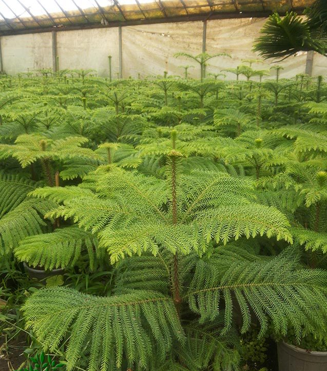 کاج مطبق (آروکاریا) با نام علمی Araucaria excelsa از خانواده  Araucariaceae   مجموعه تولیدی سیدوس ,تولید کننده گلدان پلاستیکی سیدوس ,بیش از 120نوع, اعم از گلدان استوانه ای پلاستیکی سیدوس,گلدان الماسی پلاستیکی سیدوس,گلدان مربعی پلاستیکی,گلدان مثلثی پلاستیکی,گلدان گرد پلاستیکی ,باکس مستطیلی,در اندازه های کاکتوسی تا درختچه ای