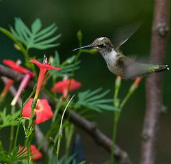 گل کاردینال نام علمی Sinningia cardinalis گل کاردینال از خانواده Gesneriaceae مجموعه تولیدی سیدوس تولید کننده گلدان پلاستیکی سیدوس