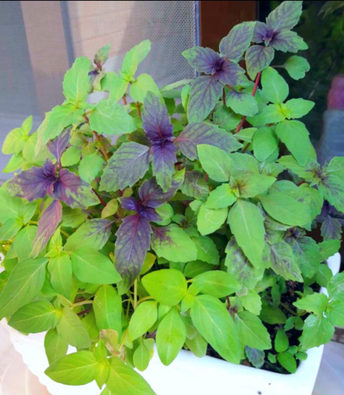 ریحان وکاشت این سبزی خوش عطر Basil and planting this fragrant herb مجموعه تولیدی سیدوس ,تولید کننده گلدان پلاستیکی سیدوس ,بیش از 120نوع, اعم از گلدان استوانه ای پلاستیکی سیدوس,گلدان الماسی پلاستیکی سیدوس,گلدان مربعی پلاستیکی,گلدان مثلثی پلاستیکی,گلدان گرد پلاستیکی ,باکس مستطیلی,در اندازه های کاکتوسی تا درختچه ای