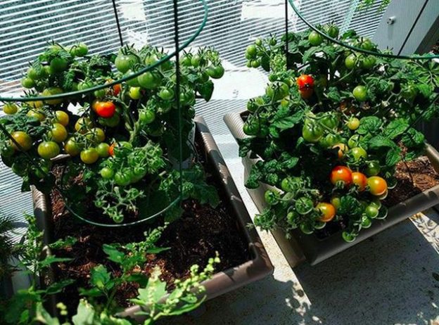 سبزیجاتی که می‌توانید در بالکن پرورش دهیدVegetables you can grow on your balcony مجموعه تولیدی سیدوس ,تولید کننده گلدان پلاستیکی سیدوس ,بیش از 120نوع, اعم از گلدان استوانه ای پلاستیکی سیدوس,گلدان الماسی پلاستیکی سیدوس,گلدان مربعی پلاستیکی,گلدان مثلثی پلاستیکی,گلدان گرد پلاستیکی ,باکس مستطیلی,در اندازه های کاکتوسی تا درختچه ای