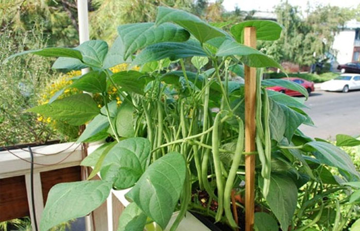 سبزیجاتی که می‌توانید در بالکن پرورش دهیدVegetables you can grow on your balcony مجموعه تولیدی سیدوس ,تولید کننده گلدان پلاستیکی سیدوس ,بیش از 120نوع, اعم از گلدان استوانه ای پلاستیکی سیدوس,گلدان الماسی پلاستیکی سیدوس,گلدان مربعی پلاستیکی,گلدان مثلثی پلاستیکی,گلدان گرد پلاستیکی ,باکس مستطیلی,در اندازه های کاکتوسی تا درختچه ای