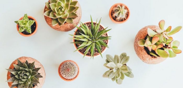 ساکولنت ها وکاکتوس ها Succulents and cacti
مجموعه تولیدی سیدوس ,تولید کننده گلدان پلاستیکی سیدوس ,بیش از 120نوع, اعم از گلدان استوانه ای پلاستیکی سیدوس,گلدان الماسی پلاستیکی سیدوس,گلدان مربعی پلاستیکی,گلدان مثلثی پلاستیکی,گلدان گرد پلاستیکی ,باکس مستطیلی,در اندازه های کاکتوسی تا درختچه ای