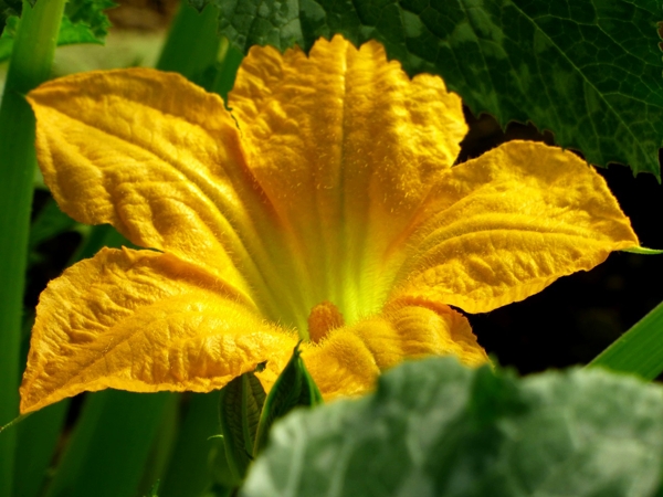 گل خوراکی (و3شیوه مصرف)Edible flower (and 3 ways of consumption) مجموعه تولیدی سیدوس , تولید کننده گلدان پلاستیکی سیدوس